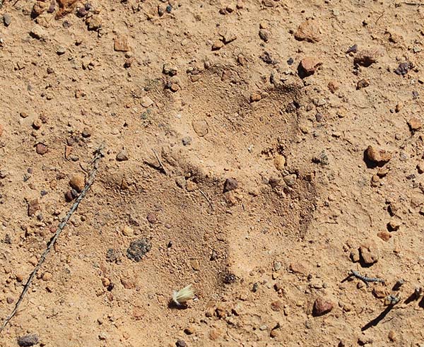 Coyote track 2